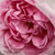 Roz - Trandafir portland - Madame Knorr